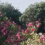 Kiriaki * Kallirákhi